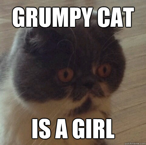 Grumpy Cat Is a girl  Sudden Clarity Cat