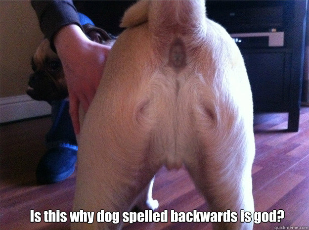  Is this why dog spelled backwards is god? -  Is this why dog spelled backwards is god?  Jesus Butt Dog