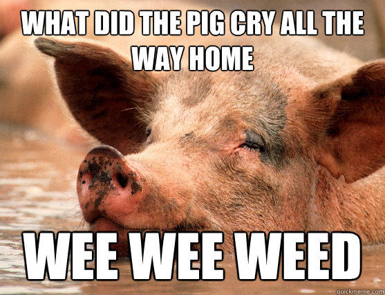 what did the pig cry all the way home wee wee weed  - what did the pig cry all the way home wee wee weed   Stoner Pig