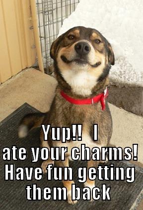  YUP!!   I ATE YOUR CHARMS! HAVE FUN GETTING THEM BACK  Good Dog Greg