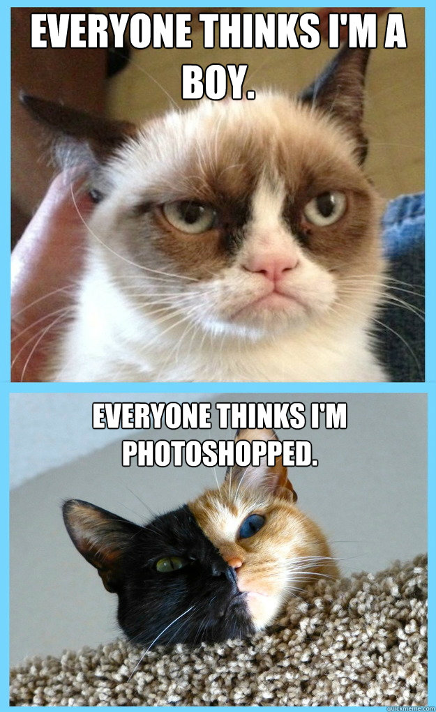 Everyone thinks I'm a boy.  Everyone thinks I'm Photoshopped.  - Everyone thinks I'm a boy.  Everyone thinks I'm Photoshopped.   GRUMPY CAT MAKES VENUS GRUMPY TOO