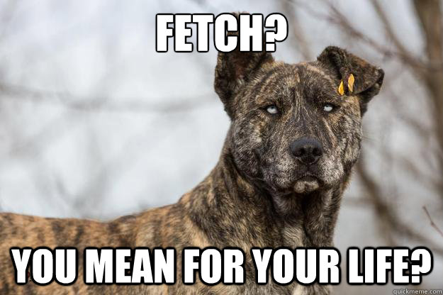 Fetch? You mean for your life? - Fetch? You mean for your life?  Overly Alpha Dog