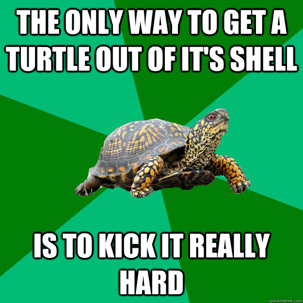 The only way to get a turtle out of it's shell is to kick it really hard - The only way to get a turtle out of it's shell is to kick it really hard  Torrenting Turtle