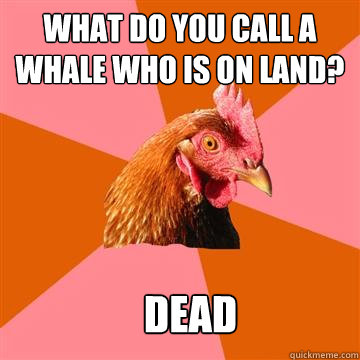 what do you call a whale who is on land? dead  Anti-Joke Chicken