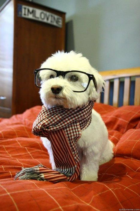    Hipster pup