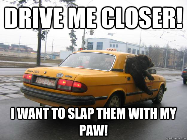 Drive me closer! I want to slap them with my paw! - Drive me closer! I want to slap them with my paw!  cokeless bear