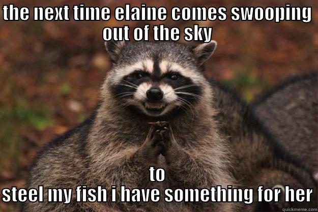 THE NEXT TIME ELAINE COMES SWOOPING OUT OF THE SKY TO STEEL MY FISH I HAVE SOMETHING FOR HER Evil Plotting Raccoon