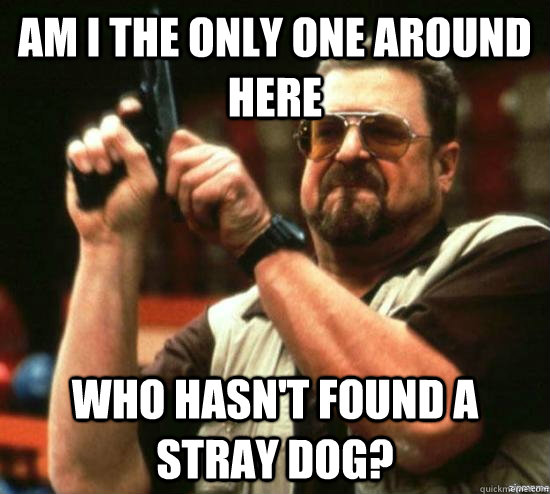 Am I the only one around here who hasn't found a stray dog?  Angry Walter