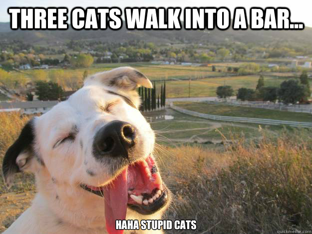 Three cats walk into a bar... haha stupid cats - Three cats walk into a bar... haha stupid cats  Joking Dog