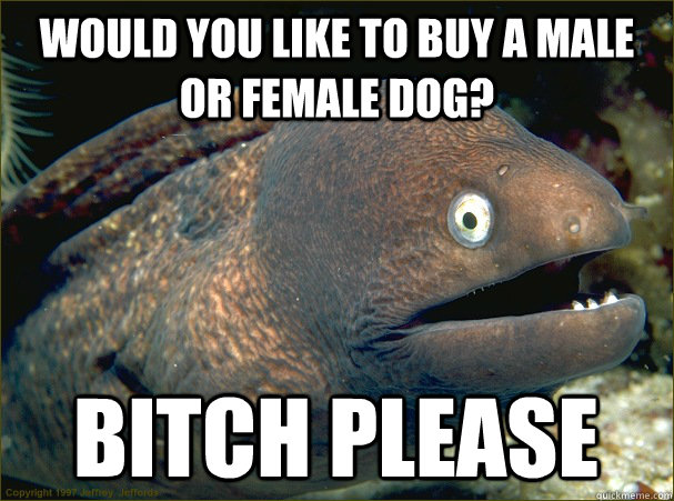 Would you like to buy a Male or Female Dog? Bitch Please  Bad Joke Eel