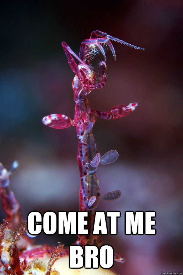  come at me bro -  come at me bro  ghost shrimp come at me bro