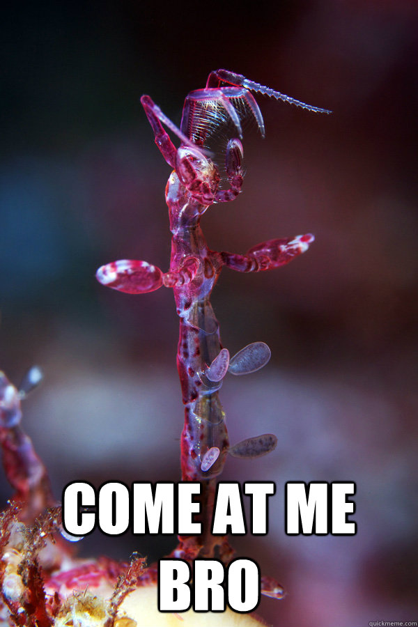  come at me bro  ghost shrimp come at me bro