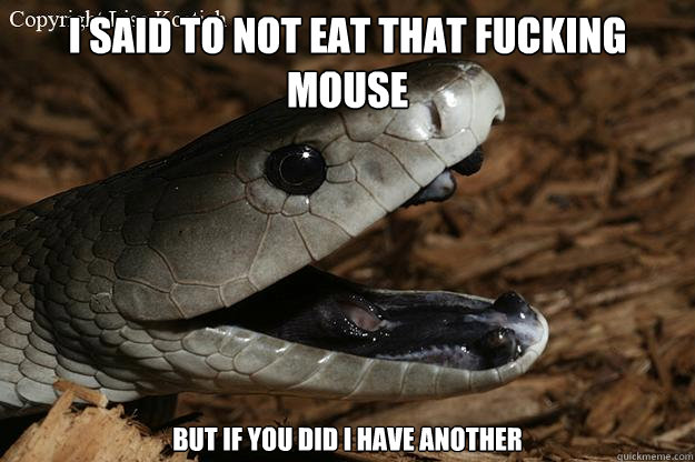 i said to not eat that fucking mouse but if you did i have another  