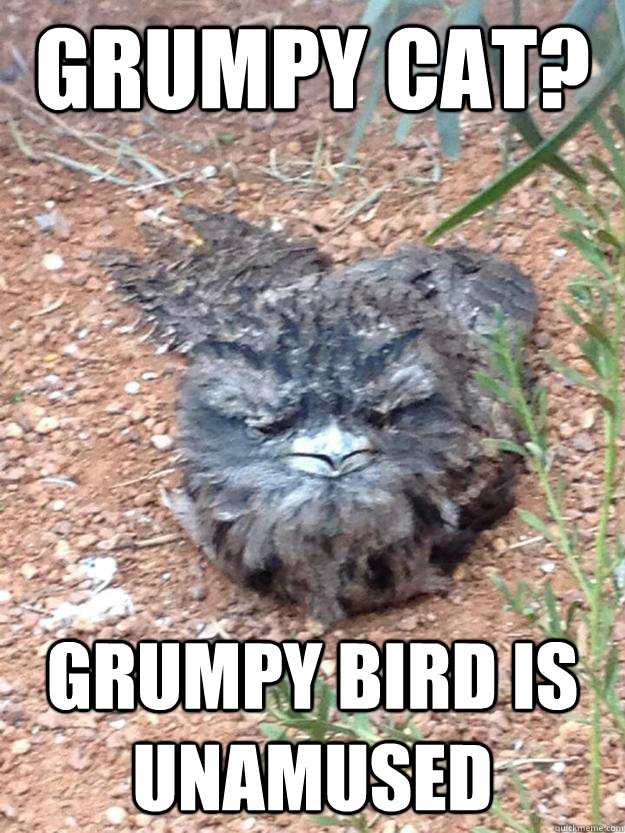 Grumpy cat? Grumpy Bird is unamused  