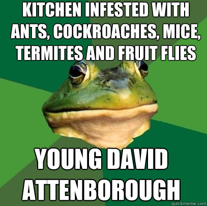 Kitchen infested with ants, cockroaches, mice, termites and fruit flies young david attenborough  Foul Bachelor Frog