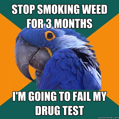 Stop smoking weed for 3 months i'm going to fail my drug test  Paranoid Parrot
