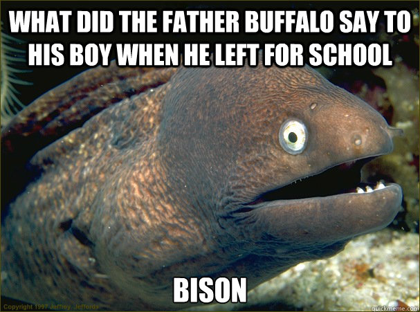 What did the father buffalo say to his boy when he left for school Bison  Bad Joke Eel