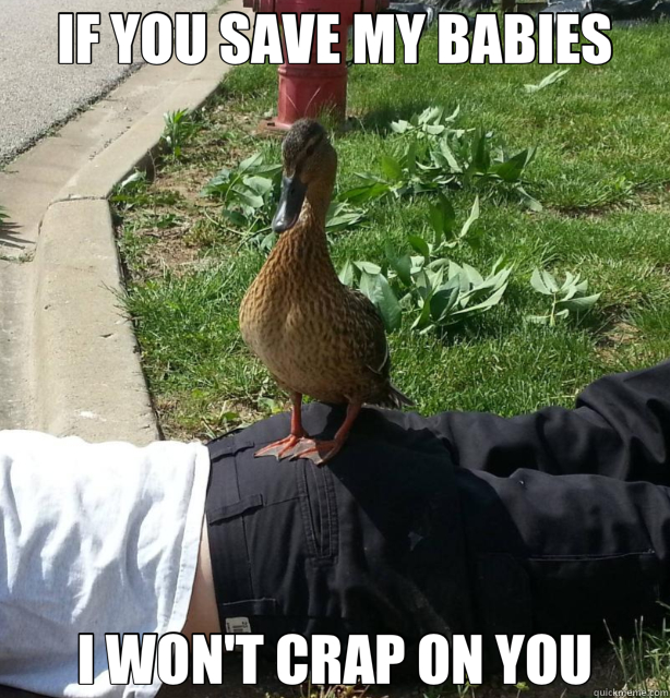 IF YOU SAVE MY BABIES I WON'T CRAP ON YOU - IF YOU SAVE MY BABIES I WON'T CRAP ON YOU  