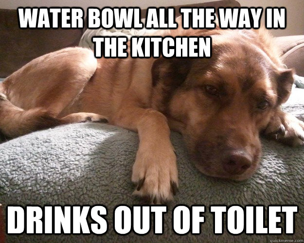 Water bowl all the way in the kitchen drinks out of toilet  First World Dog problems