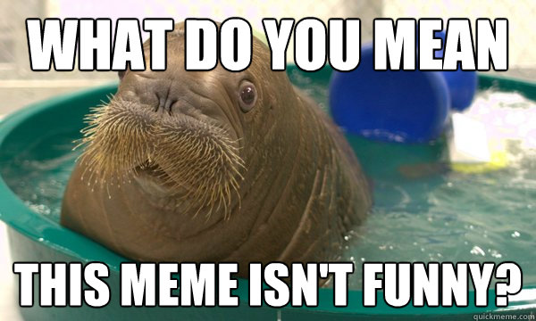 What do you mean This meme isn't funny?  Confused Walrus