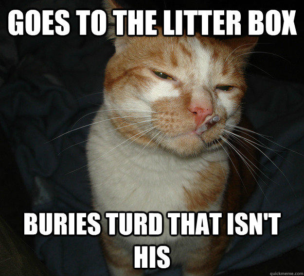 goes to the litter box buries turd that isn't his - goes to the litter box buries turd that isn't his  Good Guy Cat