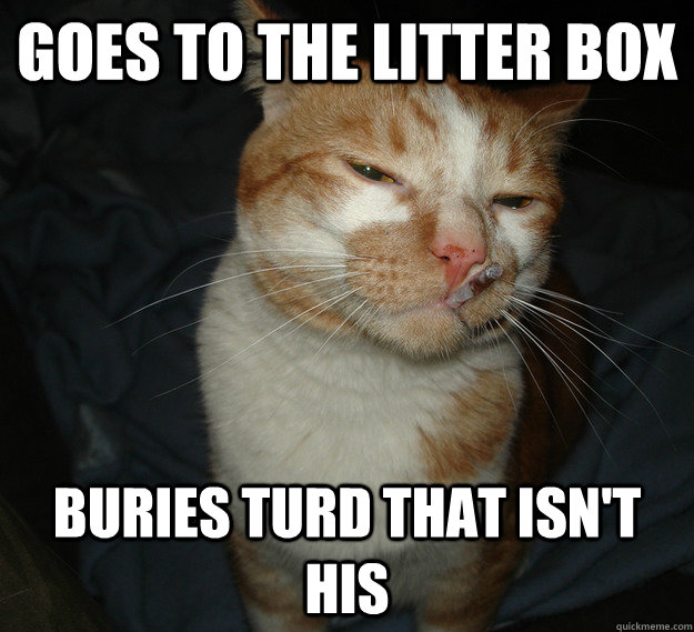 goes to the litter box buries turd that isn't his  Good Guy Cat