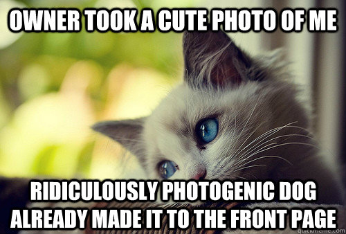 Owner took a cute photo of me Ridiculously Photogenic dog already made it to the front page - Owner took a cute photo of me Ridiculously Photogenic dog already made it to the front page  First World Cat Problems