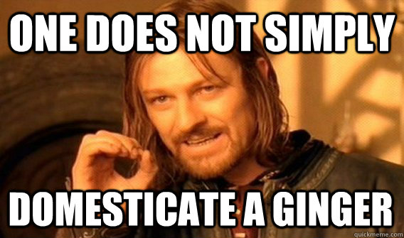 ONE DOES NOT SIMPLY DOMESTICATE A GINGER  One Does Not Simply