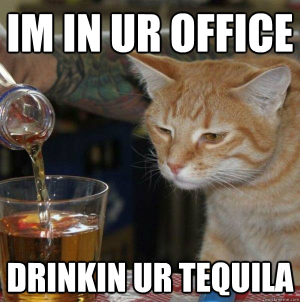 IM IN UR OFFICE DRINKIN UR TEQUILA  Drunk Cat