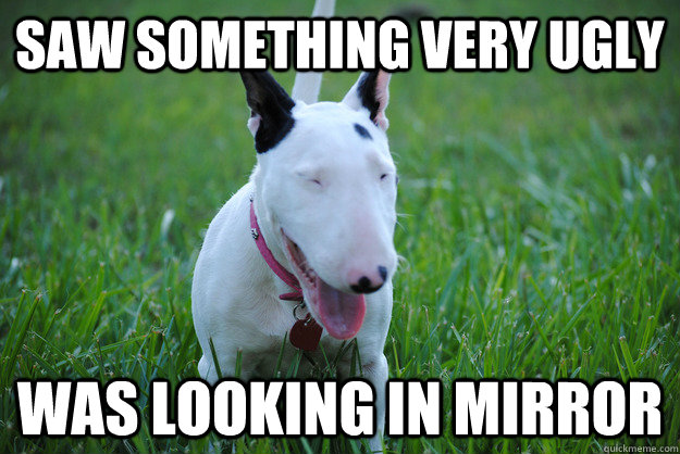 saw something very ugly was looking in mirror  Disgusted Bull Terrier