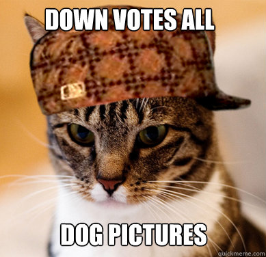 Down votes all Dog Pictures  Scumbag Cat