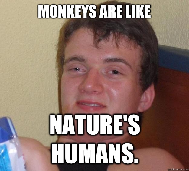 Monkeys are like Nature's humans.  10 Guy