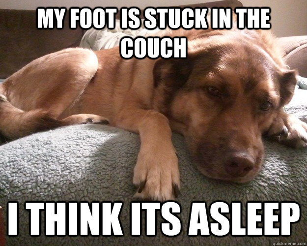 My foot is stuck in the couch i think its asleep  First World Dog problems
