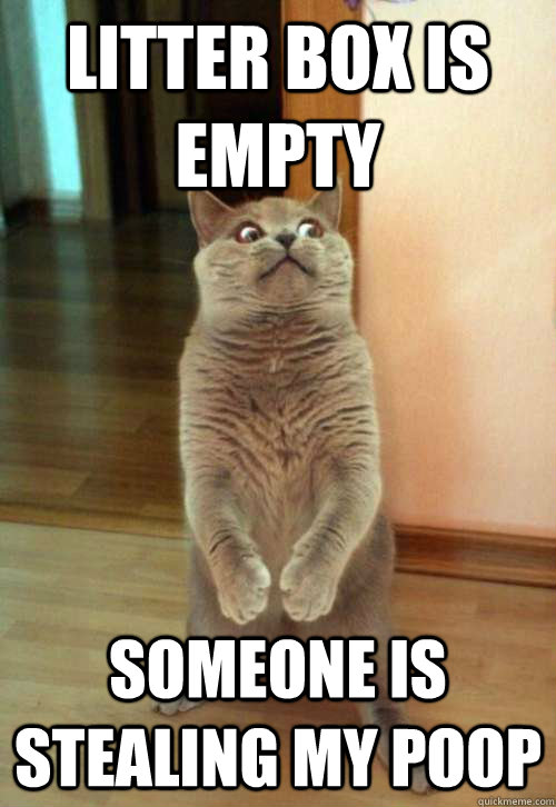 Litter box is empty someone is stealing my poop  Horrorcat