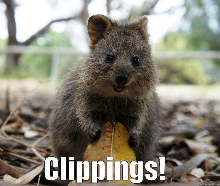 Happy Quokka -  CLIPPINGS!  Misc