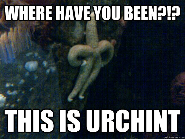 Where have you been?!? This is urchint  Sassy Starfish