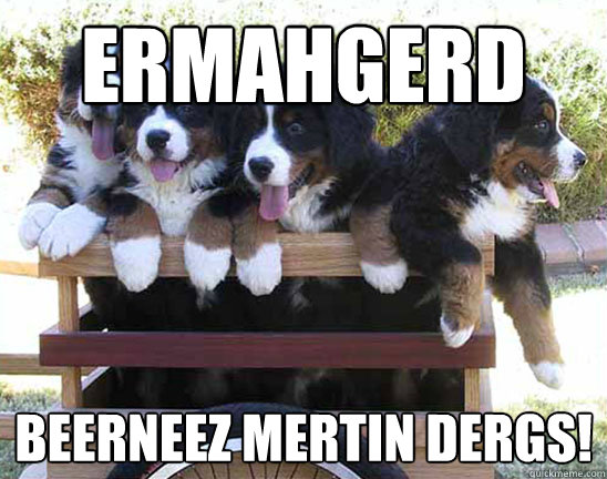 ERMAHGERD Beerneez Mertin DERGS!  Bernese Mountain Dogs