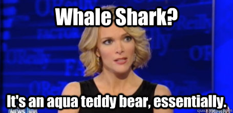 Whale Shark? It's an aqua teddy bear, essentially.   megyn kelly fox news