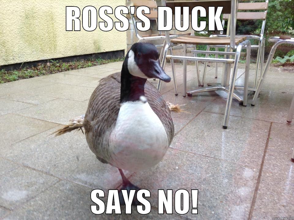 Angry Duck - ROSS'S DUCK SAYS NO! Misc