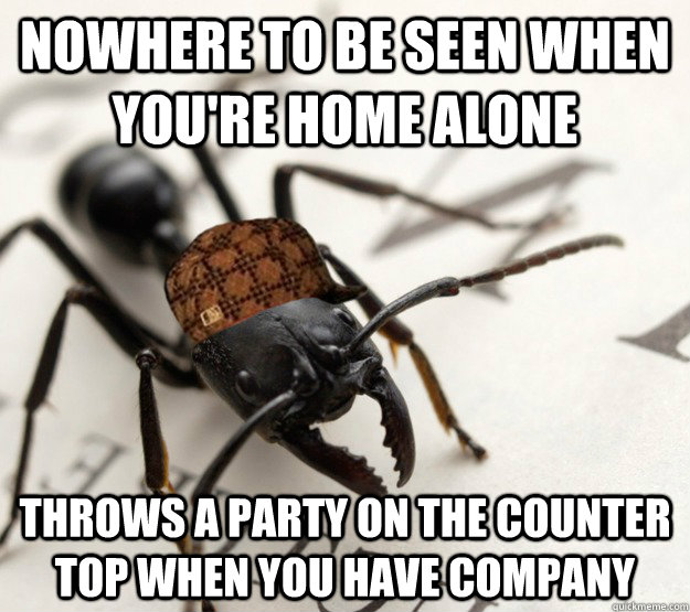 nowhere to be seen when you're home alone throws a party on the counter top when you have company - nowhere to be seen when you're home alone throws a party on the counter top when you have company  Scumbag Ant