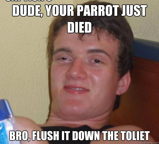 Dude, your parrot just died Bro, flush it down the toliet Caption 3 goes here  Stoner Stanley