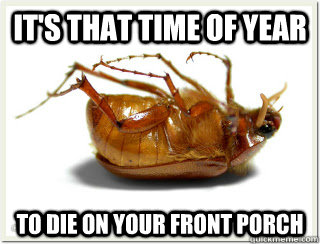 IT'S THAT TIME OF YEAR TO DIE ON YOUR FRONT PORCH - IT'S THAT TIME OF YEAR TO DIE ON YOUR FRONT PORCH  June Bugs
