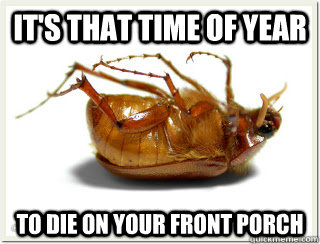 IT'S THAT TIME OF YEAR TO DIE ON YOUR FRONT PORCH  June Bugs