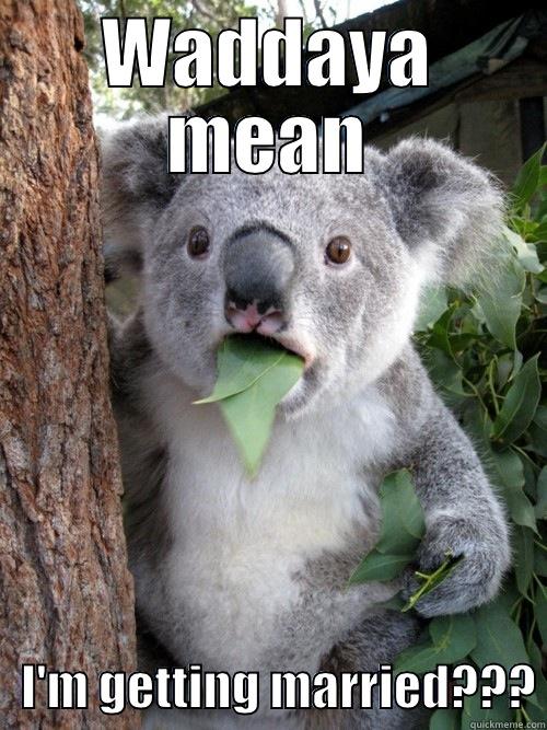 WADDAYA MEAN    I'M GETTING MARRIED??? koala bear