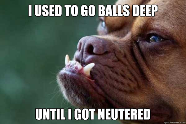 I used to go balls deep Until i got neutered - I used to go balls deep Until i got neutered  Retired Dog