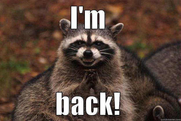 I'm back! - I'M BACK! Evil Plotting Raccoon