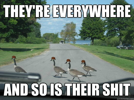 They're everywhere and so is their shit  Scumbag Geese