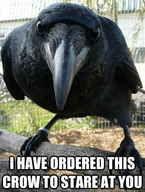 i have ordered this crow to stare at you  crow