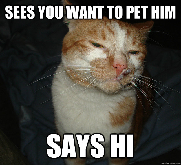 Sees you want to pet him Says HI  Good Guy Cat