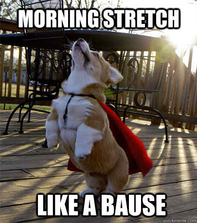 Morning stretch like a bause - Morning stretch like a bause  Corgi Thug